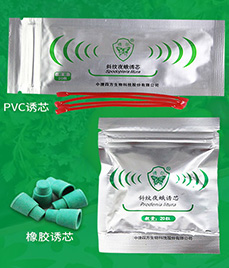 亞洲玉米螟誘芯